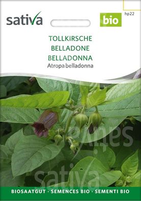 Sativa- Saatgut Tollkirsche Atropa bellandonna, andauerndes, krautiges