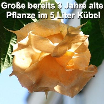 Engelstrompete "Angels Face" große 3 jährige Pflanze im 5 L Kübel (Datura Brugmansia)