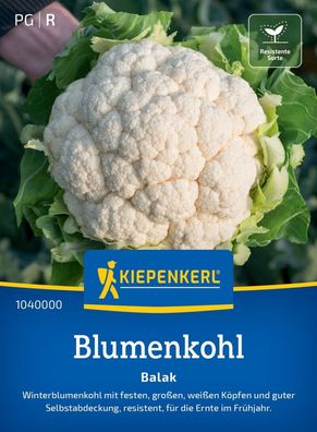 Blumenkohl Balak, F1, WInterblumenkohl - resistent - für die Ernte im Frühjahr