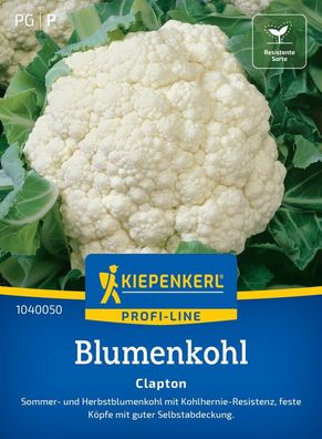 Blumenkohl Clapton, F1, Sommer- u Herbstblumenkohl - Kohlhernie-Resistenz