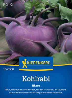 Kohlrabi Blaro, blaue, flachrunde zarte Knollen - Frühanbau im Gewächshaus