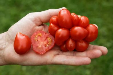 Culinaris-Saatgut - Reisetomate Voyage, ertragreiche, rote Tomate mit