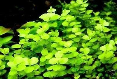 Unterwasserwald - immergrüne winterharte Gartenteichpflanzen einfache Schwimmpflanzen