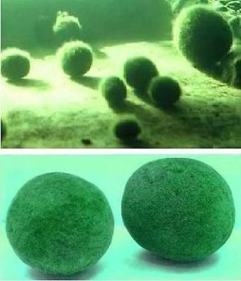Hübscher Moosball immergrün bis 1/4 Meter groß / Eine Wasserpflanze für den Teich !