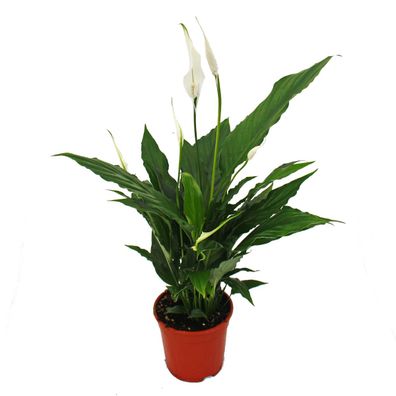 Spathiphyllum, Einblatt, "Sweet Chico", 13cm Topf