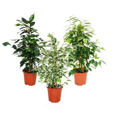 Ficus benjamini - 3er Set - Danielle - Anastasia - Twighlight 12cm Topf