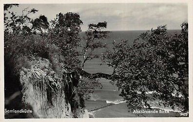 Samlandküste Abstürzende Birke Postkarte AK 1935