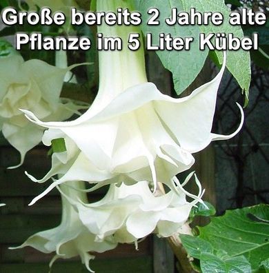 Engelstrompete "Doppeltes Lottchen" 70-110 cm große 2 Jahre alte Pflanze im 5 Liter