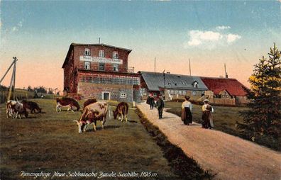 Riesengebirge Neue Schlesische Baude 1195m Kühe Postkarte