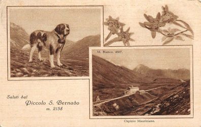 Saluti dal Piccolo S. Bernado Ospizio Mauriziano Postkarte AK 1904