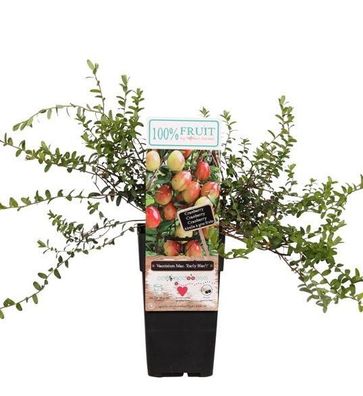 Großfrüchtige Moosbeere Vaccinium macrocarpon Early Black Cranberry