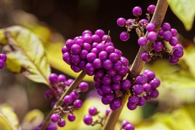 Callicarpa bodinieri Profusion - Herbstschönheit ca. 45 cm Perfekte Zierpflanze