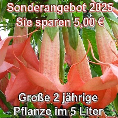 Engelstrompete "Rosalla" 70-110 cm große 2 Jahre alte Pflanze im 5 Liter Kübelpflanze