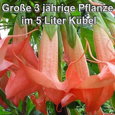 Engelstrompete "Rosalla" 70-110 cm große 3 Jahre alte Pflanze im 5 Liter Kübelpflanze