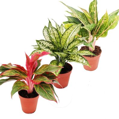 Buntblättriger Kolbenfaden - Set aus 3 versch. Deluxe Pflanzen - Aglaonema 12cm