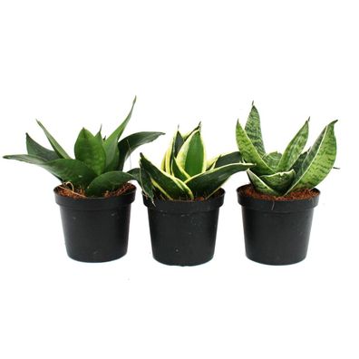 Sansevieria trifaciata hahnii - 3 versch. Pflanzen im 9cm Topf - Bogenhanf, Schwie