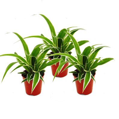 Chlorophytum Mini, 3er Set, Grünlilie