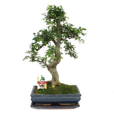 Bonsai Chinesische Ulme - Ulmus parviflora - ca. 12-15 Jahre