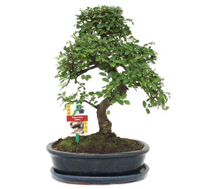 Bonsai Chinesische Ulme - Ulmus parviflora - ca. 10 Jahre