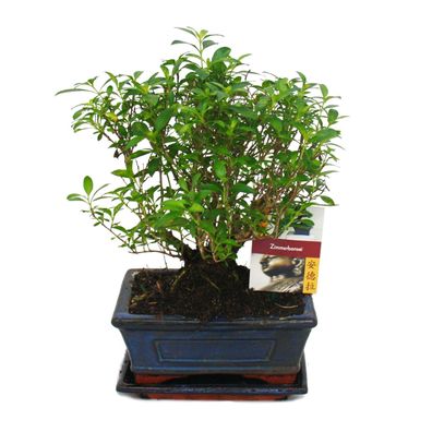 Bonsai - Serissa - Junischnee - Kugel-Form - ca. 6 Jahre