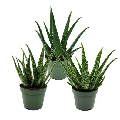 Aloe Medivera - Neue Aloe vera Züchtung - 14cm Topf - ca. 30cm hoch