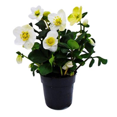 Christrose - Helleborus niger - 11cm Topf - viele Knospen