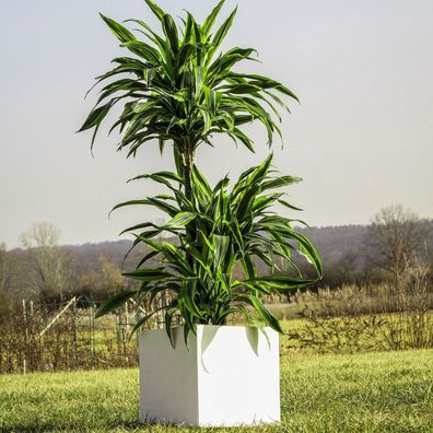 Pflanzpott - Premium Blumenkübel 23x23x23 in Weiß / Weiss exkl. Versiegelung