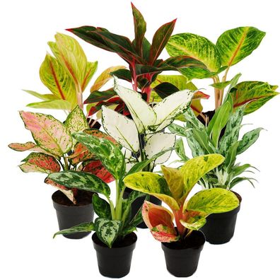 Aglaonema - Buntblättriger Kolbenfaden - Ausgefallene Sorten - 12cm - ca. 25-30cm