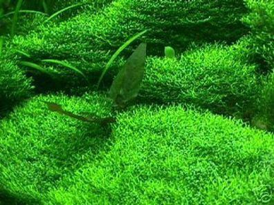 immergrüner Wasserrasen / Unterwassergras für das Aquarium .. bewächst Folie & Steine