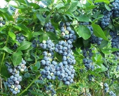 Heidelbeeren Pflanzen / winterharte blühende Obstgehölze Obststräucher Gehölze Hecke