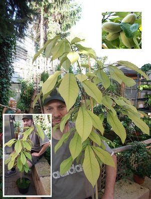 2 Pflanzen winterharte Indianerbanane ! Außergewöhnliches Obst für Balkon und Garten
