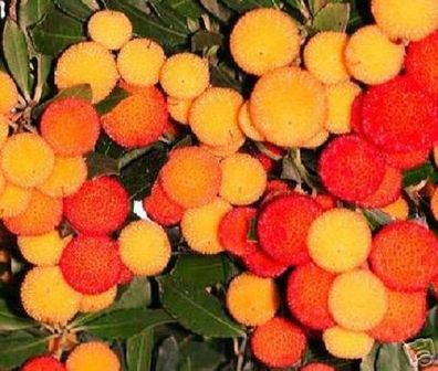 Winterharter Erdbeerbaum für den Garten Arbutus unedo / Frische Samen