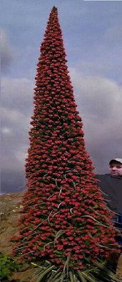 Roter Riesen-Natternkopf / Größte Blume der Welt ! Samen / Anderes Weihnachtsgeschenk