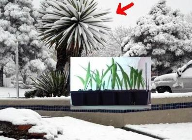 winterharte Mazari Palme / Mediterrane Bepflanzung am Gartenteich-Rand Teichpflanzen
