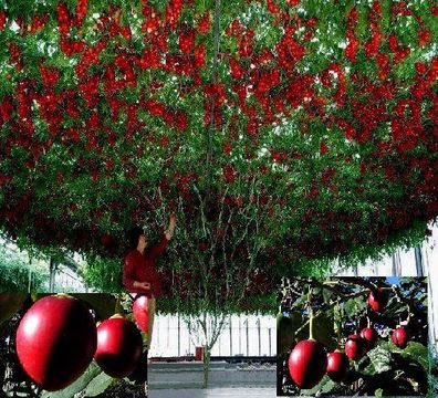 Tamarillo - Hunderte von Tomaten ! Tomatenbaum "Cyphomandra betacea" - Saatgut