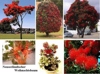 Roter Weihnachtsbaum Samen Balkonpflanze Balkonpflanzen Pflanzen für den Balkon Deko