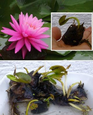 Reinigt das Wasser ! Kleinste Seerose der Welt: Rosa Nymphea Rosennymphe Bonsai