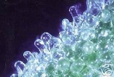 Südafrikanischer Eiskaktus Mesembryanthemum crystallinum / Sukkulente / Samen