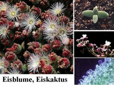 Gemüse für den Blumentopf: Südafrikanische Eisblume / Eiskaktus Zimmerpflanze / Samen