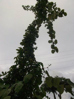 Purpurgranadilla : Wächst mehrere Meter pro Jahr ! gesundes Obst ... Saatgut