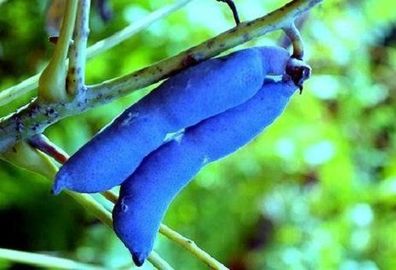 Winterharter Blaugurkenbaum : Schrille leckere Blaue Gurken wachsen an ihm / Samen