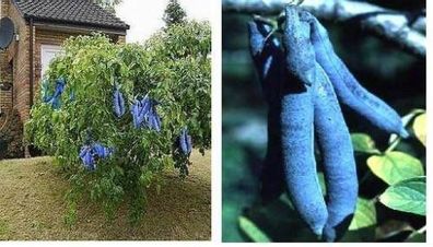 Winterharter Blaugurkenbaum Decaisnea fargesii mit leckeren Blaue Gurken / Samen