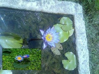 Blaue Seerose Samen / winterharte Teichpflanze blühende Schwimmpflanzen Teichpflanzen