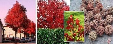 Winterharter Amberbaum : Laubbaum des Indian Summers aus Kanada / Gartenbaum / Samen