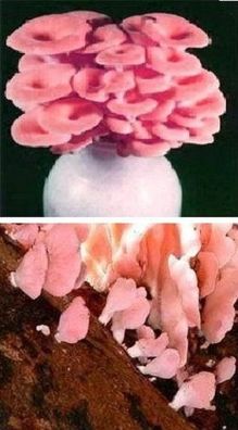 Rosafarbenes Gemüse : Flamingoseitling für den Blumentopf / Anzuchtkörner