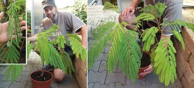 Schlafbaum : Größter Mimosenbaum der Welt / zuckt zusammen bei Berührung / Samen