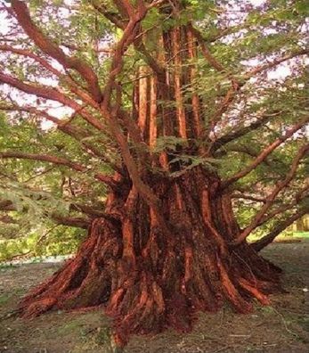 Urweltmammutbaum aus der Dinosaurier-Aera : Metasequoia glyptostroboides / Sämerei