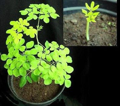 Hübsche Nutzpflanze Meerrettich-Baum Moringa Oleifera - Wächst bis zu 8m p.a. / Samen