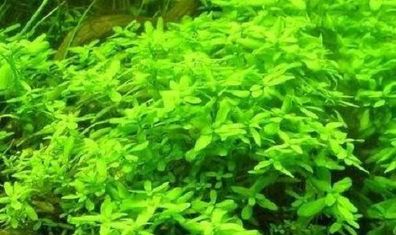 Tausende schöne Blättersterne : Wassersterne Calitriche - Für das Aquarium