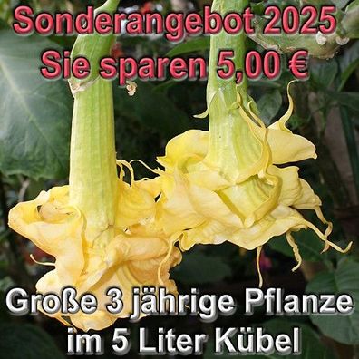 Engelstrompete "Angels Golden Shower" 3 Jahre alt im 5 L Kübel Sonderangebot